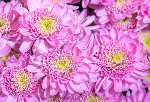 Close up macro of pink chrisantemum with yellow core bouquet background