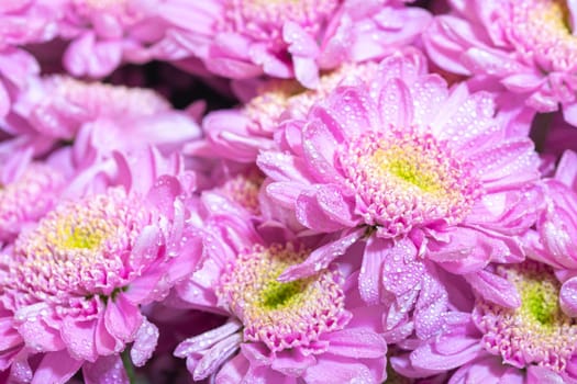 Macro photo of bright pink fresh chrisantemum bouquet