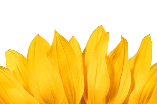 Edge of bright yellow sunflower petals isolated on a white background.
