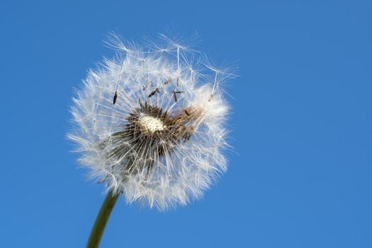 Dandelion with seeds blowing away in the wind across a clear blue sky with copy space