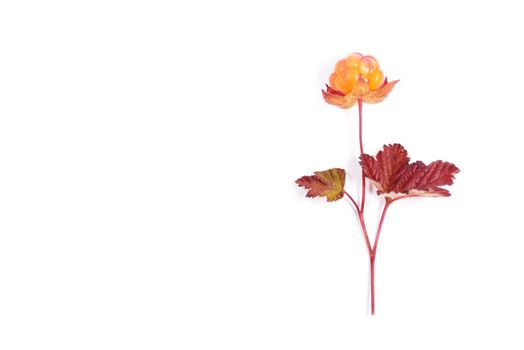 Bright cloudberries with leaves isolated on a white background