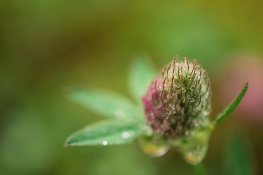 Macro photo of a pink clover with dewdrops on green background