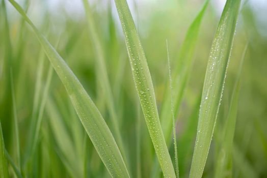 Water droplets on fresh green grass in the early morning