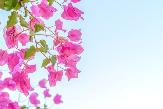 Beautiful purple wild exotic flowers Bougainvillea on the light blue background