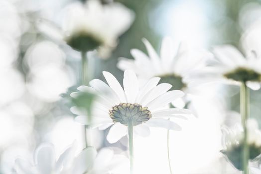 Bouquet of natural wild white camomiles on bright light background