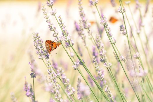 The macro photo of a red monarch butterfly sitting in lavender field