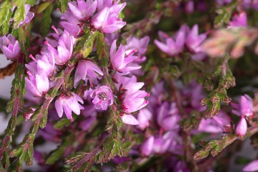 Purple wild heather flowers background macro photo