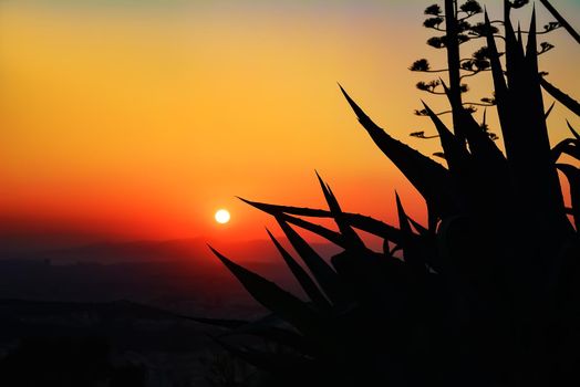 Black silhouette of tropic plants against the background of the setting sun