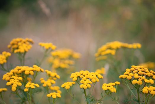 Field of Tansy or Tanacetum Vulgare herbaceous flowering plant of The Aster family. Common tansy, Pizma, bitter buttons, cow bitter, or golden buttons. Medical herb