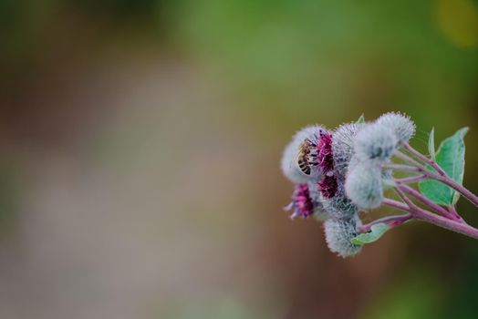 Flowering Great Burdock Arctium lappa , medical plantclose up view with bee on the head