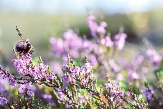 Big bumblebee closeup blue flower in the meadow heather field