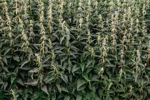 Pattern of green nettle leaves in the countryside