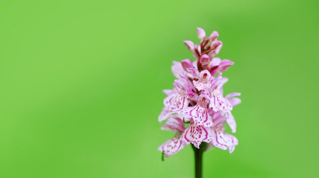 Early Purple Orchid - Orchis mascula on a bright green background