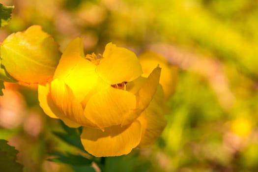 Yellow water-lily on green yellow backround with bokeh