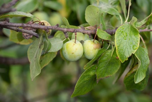 Naturalistic view of two unripe green plum on a tree branch