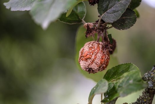 Naturalistic view of rotten apple with mildew on tree in orchard