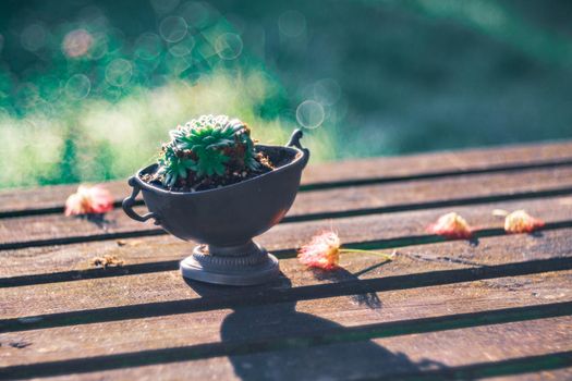 Succulent on a wooden garden table in an oneiric atmosphere and soft blurrry background