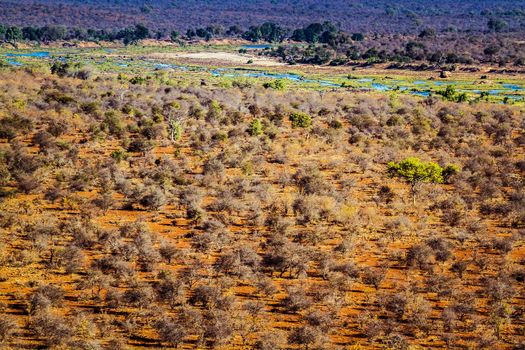 Scenery view of the bush in Kruger National park, South Africa ; Olifant riverside