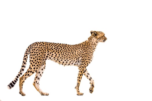 Cheetah isolated in white background in Kgalagadi transfrontier park, South Africa; Specie Acinonyx jubatus family of Felidae