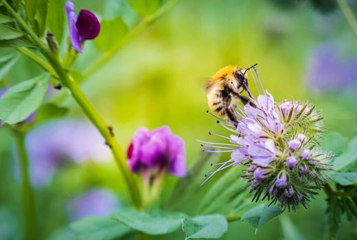 Common carder bee (Bombus pascuorum) on phacelia flower collecting pollen