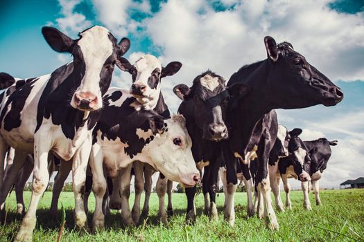 Group of Holstein cows in the pasture