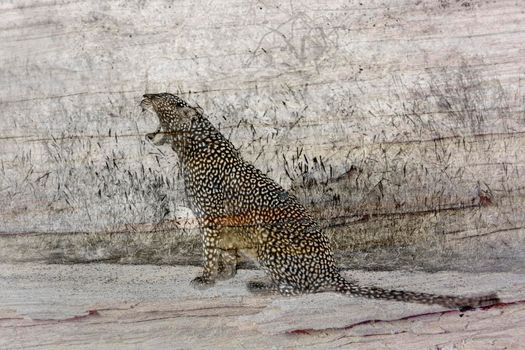 Leopard multiple images with Detail of old wood bark of dry tree ; Specie Panthera pardus family of Felidae