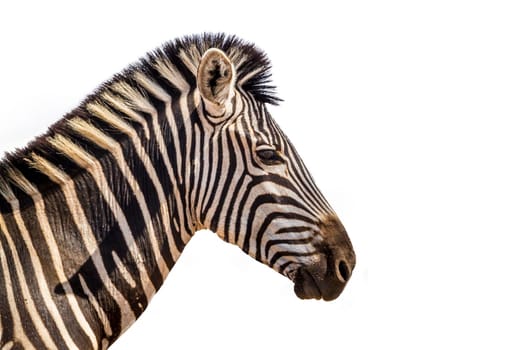 Plains zebra portrait isolated in white background; Specie Equus quagga burchellii family of Equidae