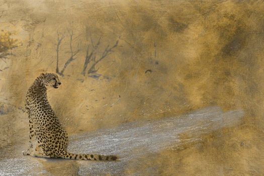 Cheetah multiple images with oil painting background ; Specie Acinonyx jubatus family of Felidae