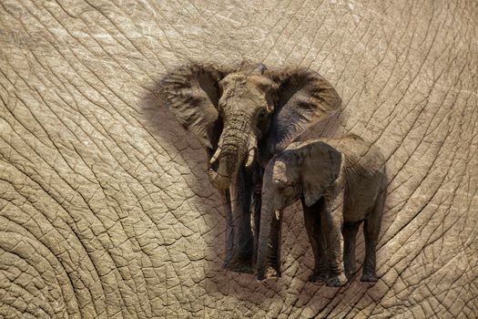 Close up of African bush elephant skin with tracing multiple images ; Specie Loxodonta africana family of Elephantidae