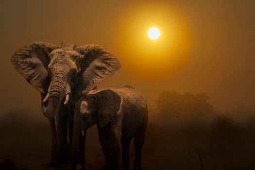 African bush elephant female in sunset scenery in Kruger national park, South Africa ; Specie Loxodonta africana family of Elephantidae