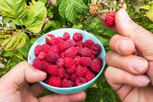 Hand harvesting ripe raspberries in the garden