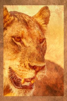 African lioness multiple images with oil painting background  ; Specie Panthera leo family of Felidae