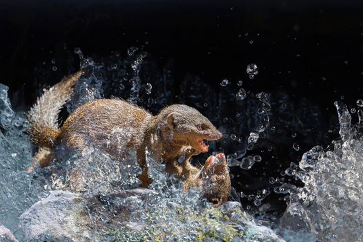 Two Common dwarf mongoose fighting in Kruger National park, South Africa ; Specie Helogale parvula family of Herpestidae