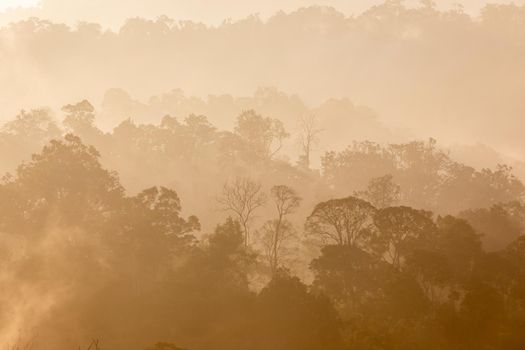 Tropical rainforest in layers covered with fog and mist in warm tone in morning.