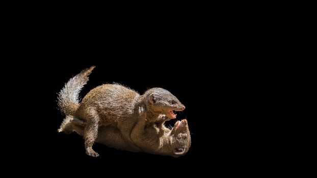 Two Common dwarf mongoose fighting isoalted in black background ; Specie Helogale parvula family of Herpestidae