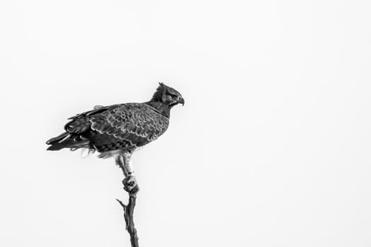 Martial Eagle perched black and white in Kruger National park, South Africa ; Specie Polemaetus bellicosus family of Accipitridae