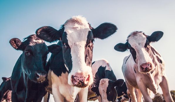 Black and white cows in unusual colors