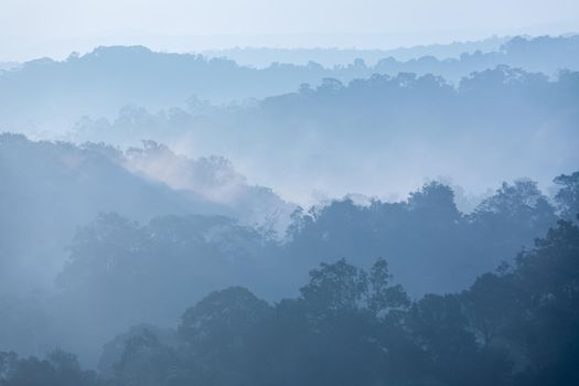 Tropical rainforest in layers covered with fog and mist in blue tone in morning.