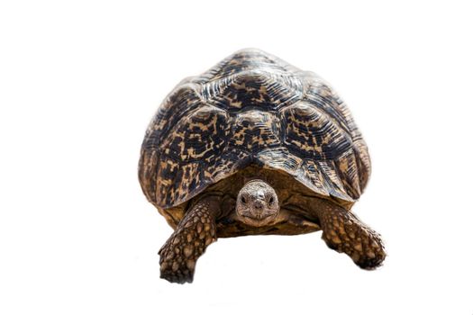 Leopard tortoise walking front view isolated in white background ; Specie Stigmochelys pardalis family of Testudinidae