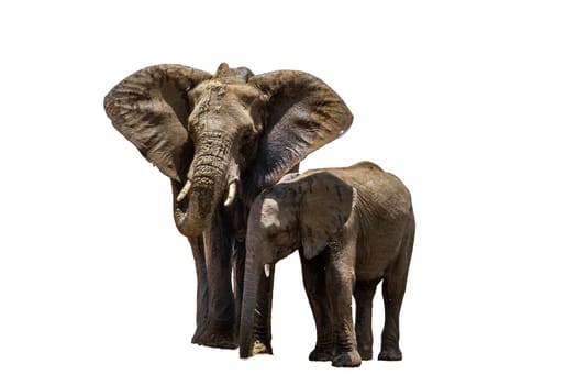 African bush elephant female with cub isolated in white background ; Specie Loxodonta africana family of Elephantidae