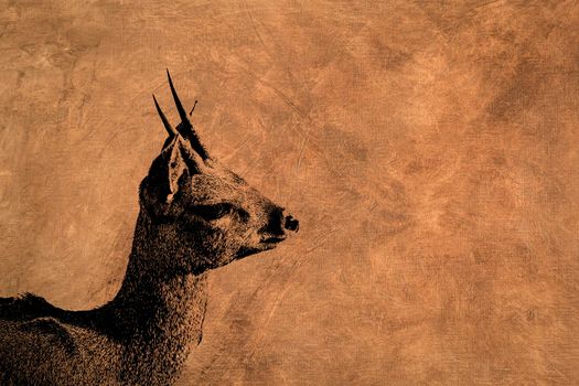 Klipspringer multiple images with oil painting background  ; Specie Oreotragus oreotragus family of Bovidae