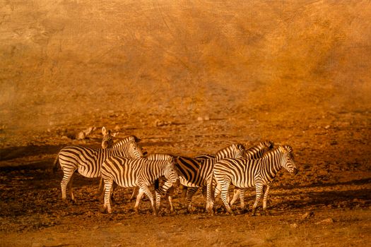 Plains zebra small group multiple images with oil painting background ; Specie Equus quagga burchellii family of Equidae