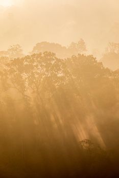 Sunlight shining through tropical rainforest in layers covered with fog and mist in warm tone in morning.