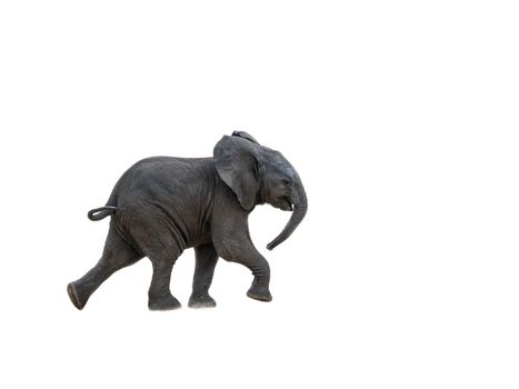 African bush elephant calf running, isolated in white background ; Specie Loxodonta africana family of Elephantidae