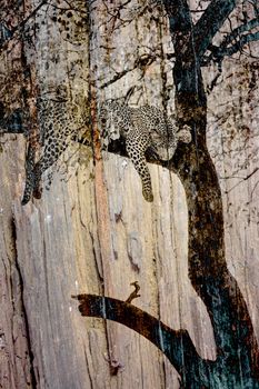 Leopard multiple images with Detail of old wood bark of dry tree ; Specie Panthera pardus family of Felidae