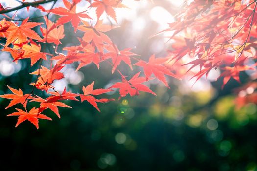 Soft scene of sunlight shining on red maple leaves with blurry background of green wood during season change in Japan.