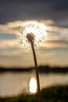 Dandelion at orange sunset. Fluffy dandelion against sunset front sun close up, blurred background. Ikebana of dried Dandelion flowers