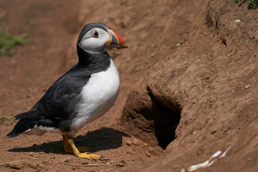 Atlantic puffin (Fratercula arctica) outside its nesting burrow on Skomer Island off the coast of Pembrokeshire in Wales, United Kingdom