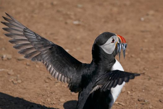 Atlantic puffin (Fratercula arctica) carrying sandeels in its beak to feed its chick on Skomer Island off the coast of Pembrokeshire in Wales, United Kingdom