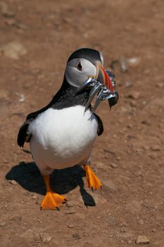 Atlantic puffin (Fratercula arctica) carrying sandeels in its beak to feed its chick on Skomer Island off the coast of Pembrokeshire in Wales, United Kingdom